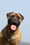 BULLMASTIFF 482